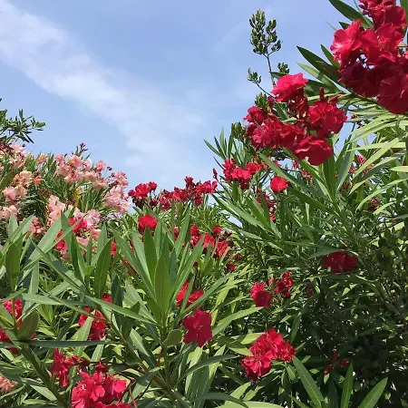 La Rosa Vue Exceptionnelle Avec Piscine Terrain De Petanque Willa